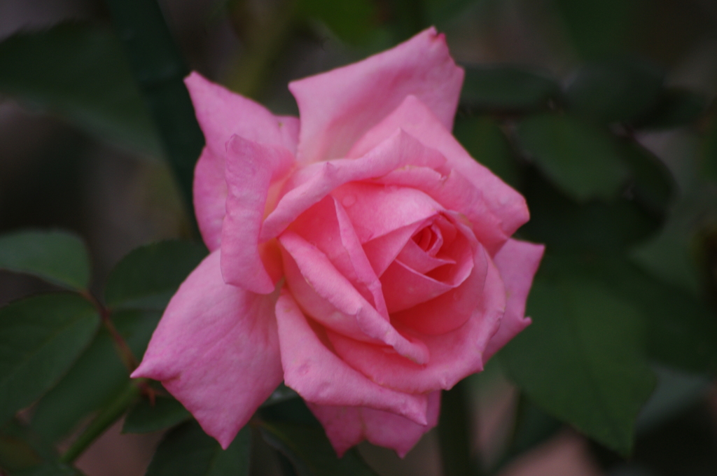 薔薇　8　芝浦中央公園　１０月