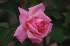 薔薇　8　芝浦中央公園　１０月