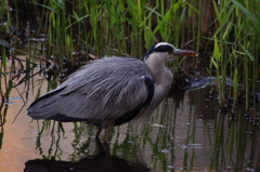 アオサギ　日比谷公園