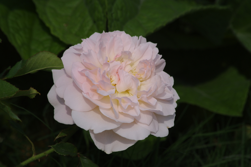 港が見える丘公園　５月　薔薇　３