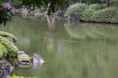 ゆうゆうと・・・・・　７月　旧安田庭園