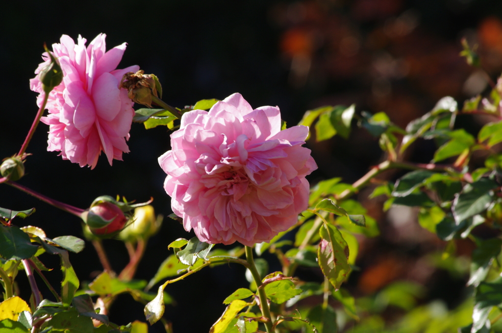 薔薇　3