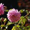 薔薇　3