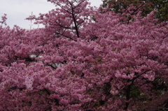 河津桜