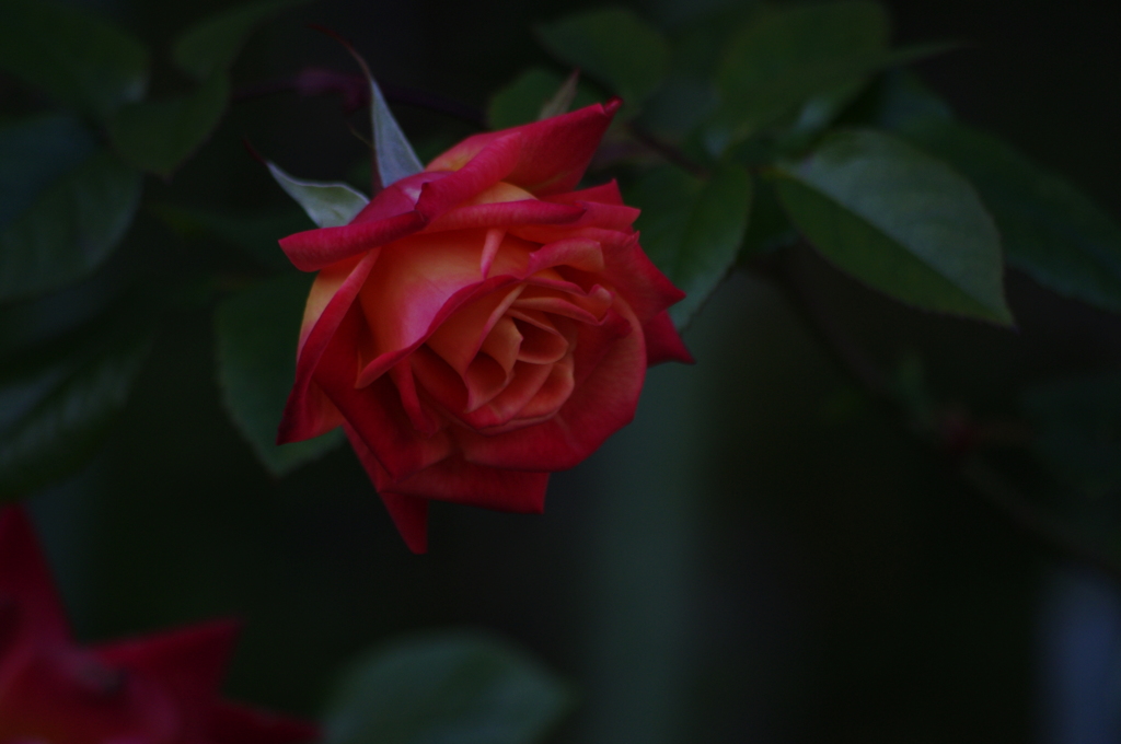 紅いバラ