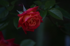 紅いバラ