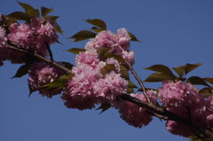 八重桜