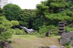 アオサギ　清澄庭園　６月　7