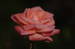 薔薇　14