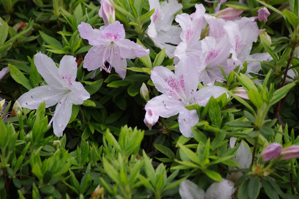 雨上がりのツツジ　旧芝離宮公園