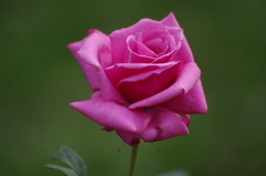 秋薔薇　3