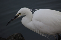 シラサギ　2　旧芝離宮庭園　１月下旬