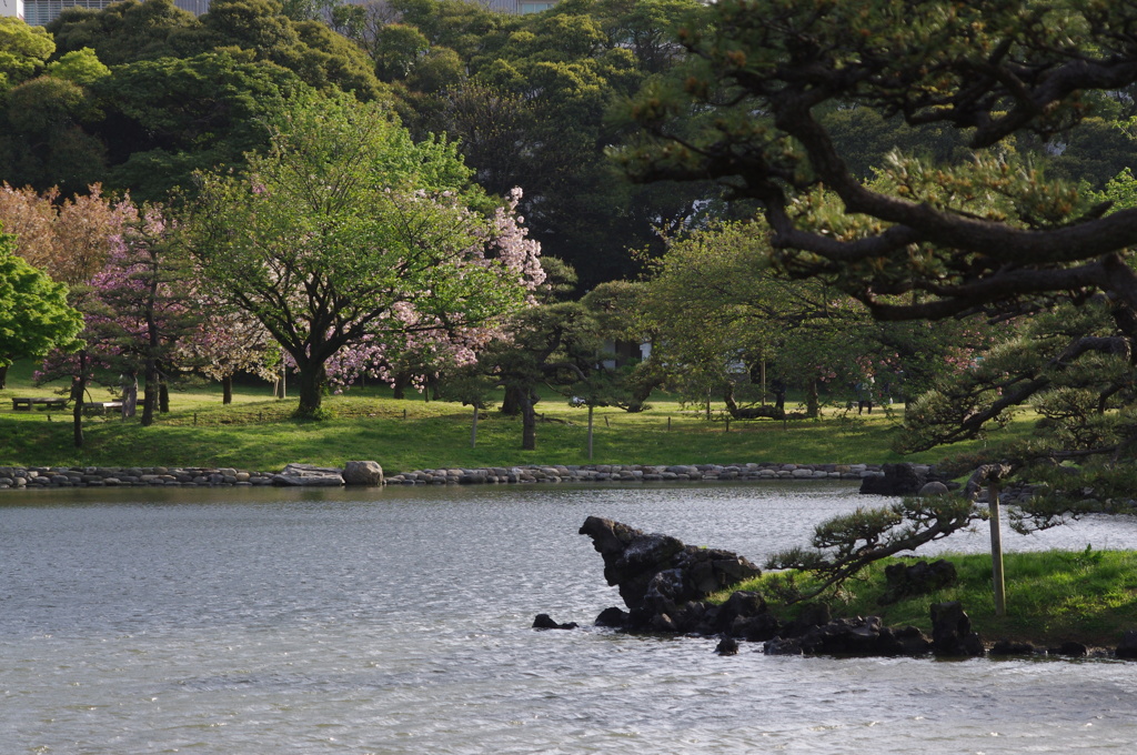 旧浜離宮庭園の春