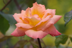 薔薇　山下公園　17