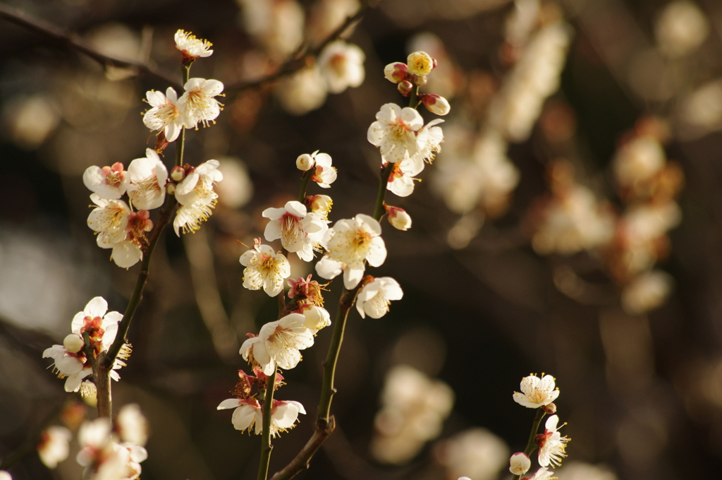 白梅　日比谷公園　２月