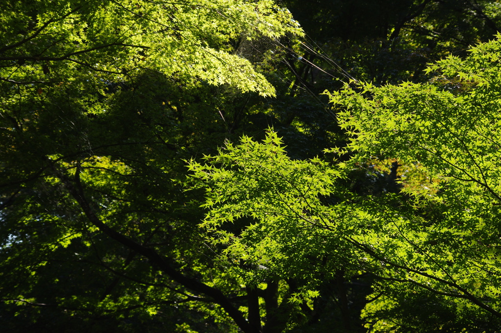 庭園風景　4