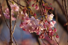 枝垂桜