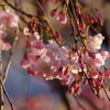 枝垂桜