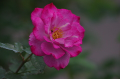 薔薇　6