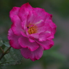 薔薇　6