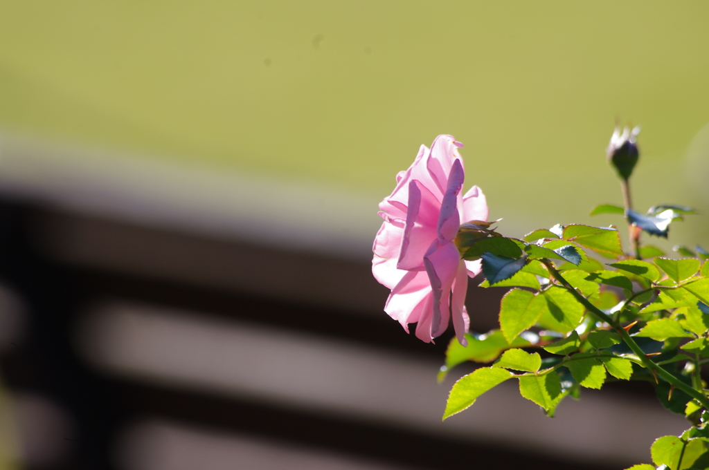 薔薇　4　日比谷公園　１１月