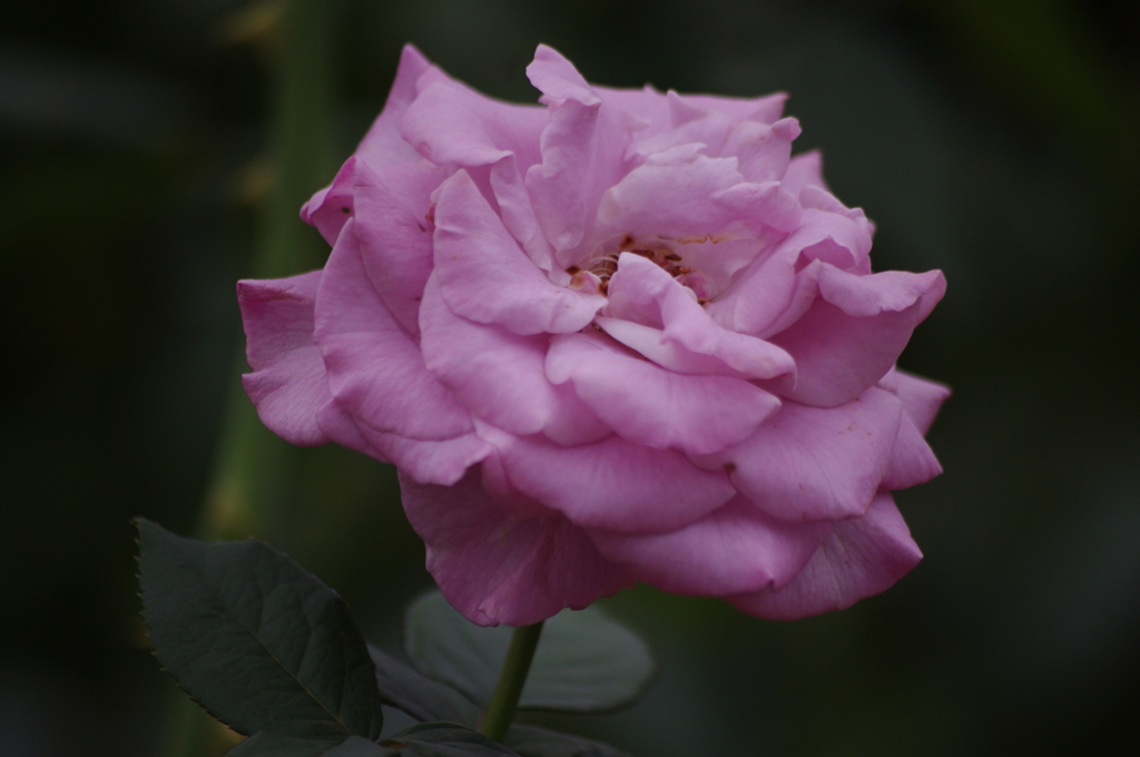 薔薇　1　芝浦中央公園　１０月