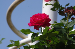 代々木公園　５月の薔薇　9