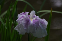 花菖蒲　1