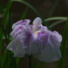 花菖蒲　1