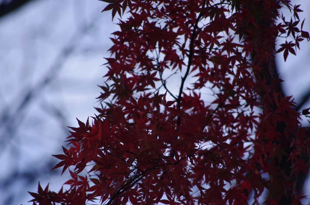 紅葉　2