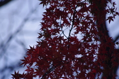 紅葉　2
