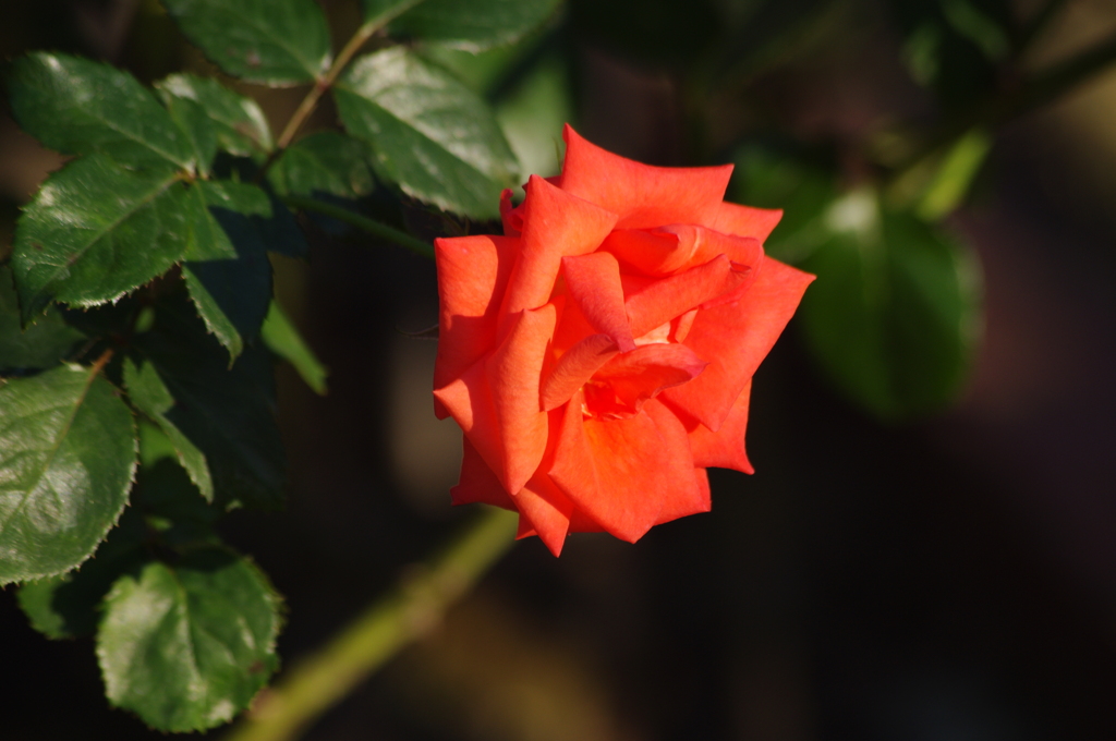 薔薇　5