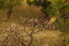 上からの梅　旧芝離宮庭園　１月