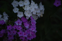芝浦運河　花壇　6　７月下旬