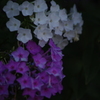 芝浦運河　花壇　6　７月下旬