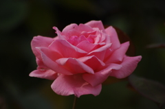 薔薇　6