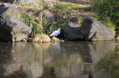 シラサギ　日比谷公園