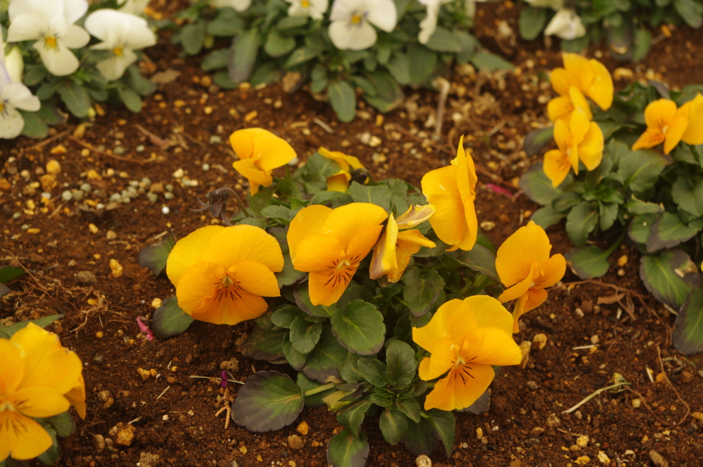 花壇　芝浦中央公園　2月