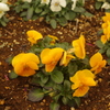 花壇　芝浦中央公園　2月