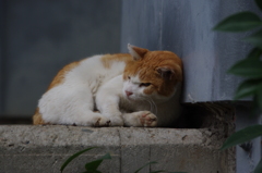 ネコ