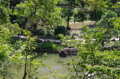 上から見た池　新江戸川公園　８月