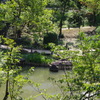 上から見た池　新江戸川公園　８月