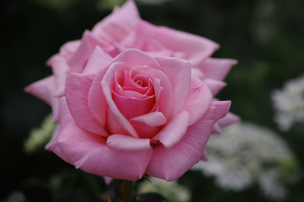 薔薇　10　港が見える丘公園　5月