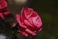 薔薇　1