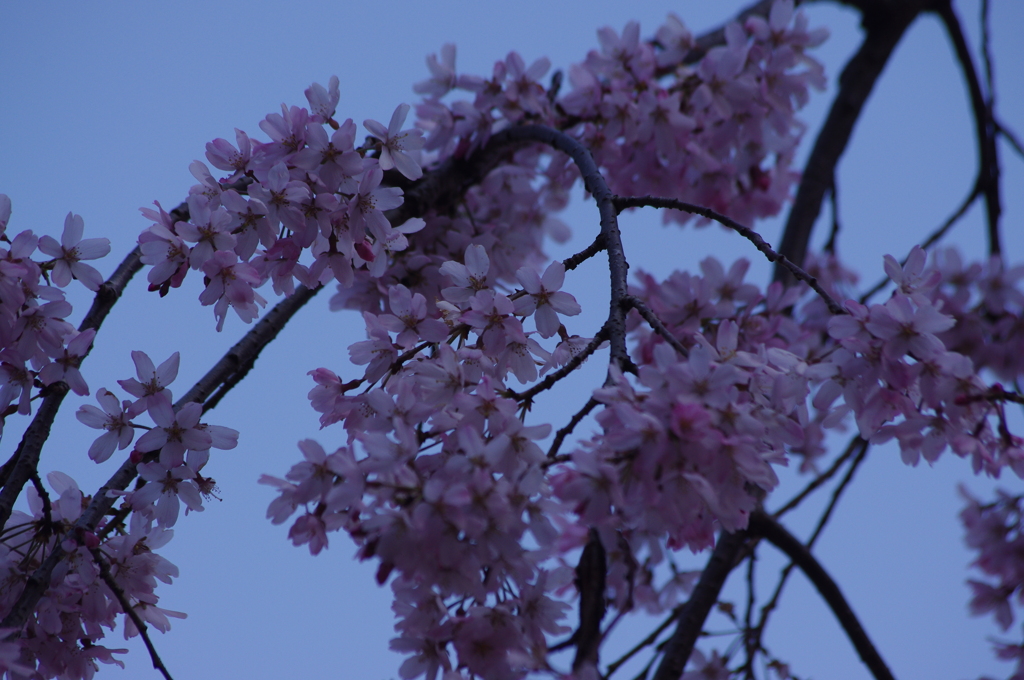 枝垂桜　3