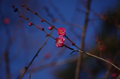 紅梅と青空