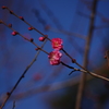 紅梅と青空