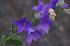 庭の花　1　７月　旧浜離宮庭園