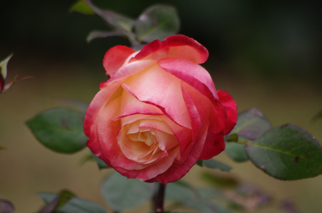 薔薇　3