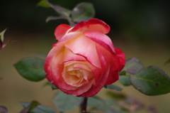 薔薇　3